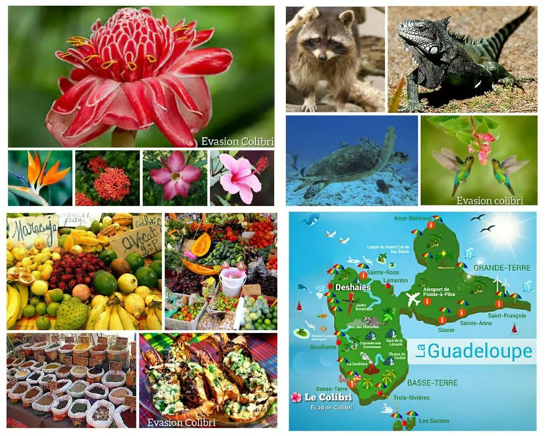 Le Colibri, Vue Exceptionnelle Sur La Soufriere Apartman Basse-Terre